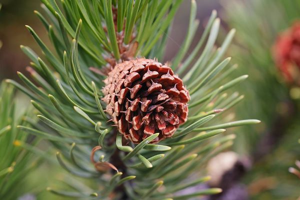 Jones, Adam 아티스트의 Lodgepole pine and pine cone-Yellowstone National Park-Wyoming작품입니다.